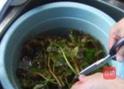 盐渍香椿的做法图解3