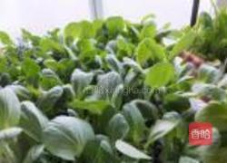 小油菜生煎包的做法图解7