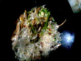 山西小炒肉
