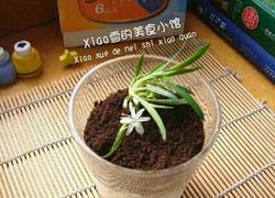 盆栽酸奶