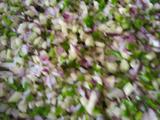 茄子洋葱辣椒水饺的做法[图]