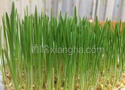 小麦草水培