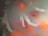胡萝卜眉豆鸡爪汤