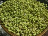 发黄豆青豆芽的做法[图]