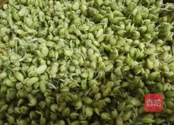 发黄豆青豆芽的做法图解4