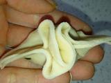 福包三鲜儿童水饺的做法[图]
