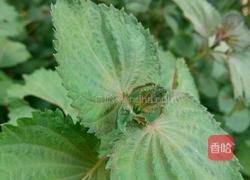 家常小餐条的做法图解2