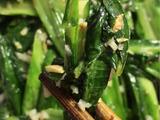 清炒油麦菜