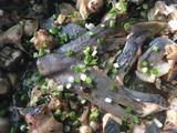 蒜蓉豆鼓蒸鸭嘴鱼（别名无骨鱼）的做法[图]