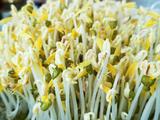 是不是可以自己在家发绿豆芽儿 坐等绿豆发芽的做法[图]