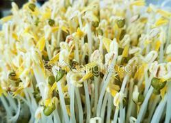 是不是可以自己在家发绿豆芽儿 坐等绿豆发芽