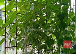 初夏灵魂菜 鲜霍香煎蛋饼 的做法图解1